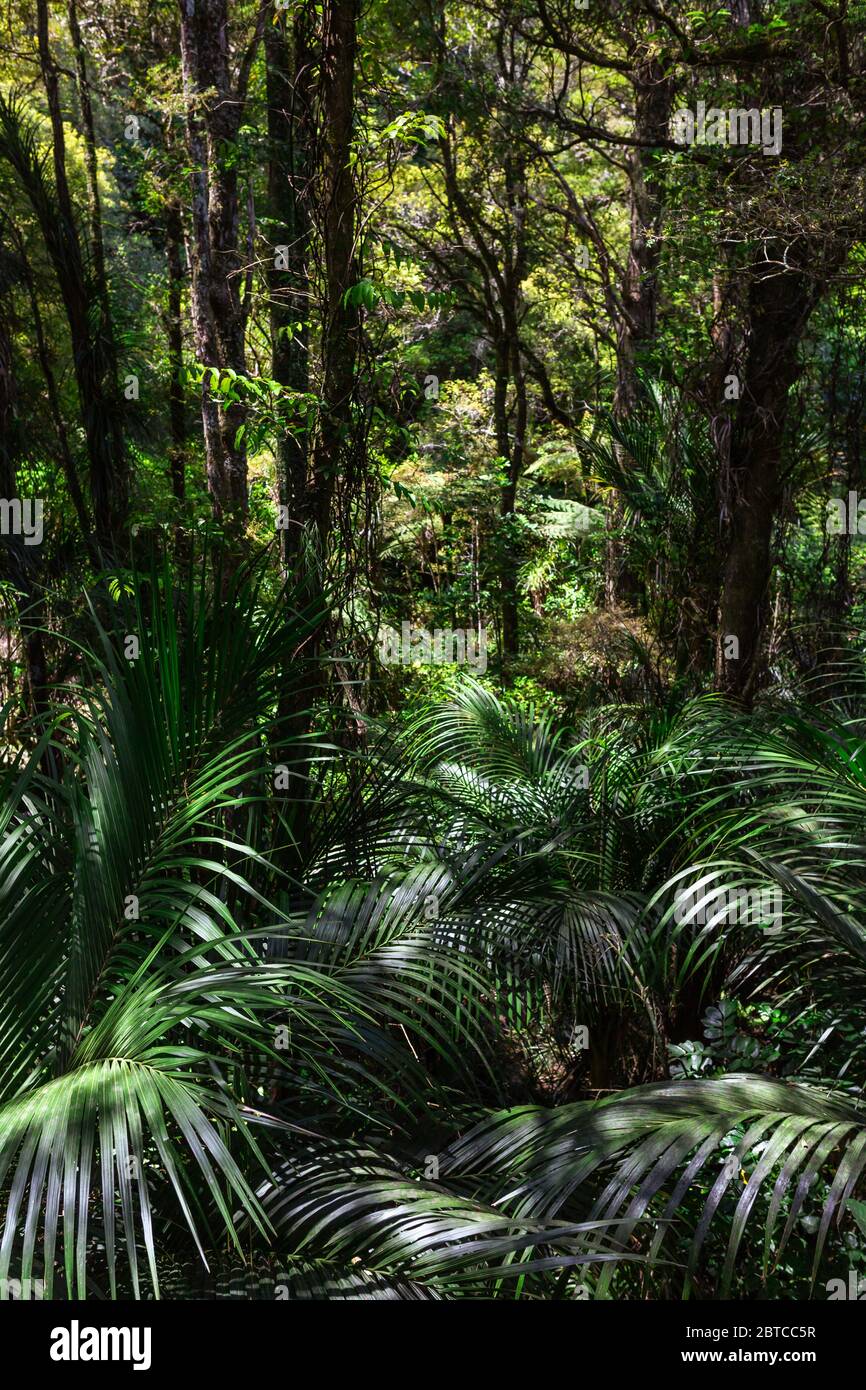 Arbusto nativo, Isla del Norte, Nueva Zelanda Foto de stock