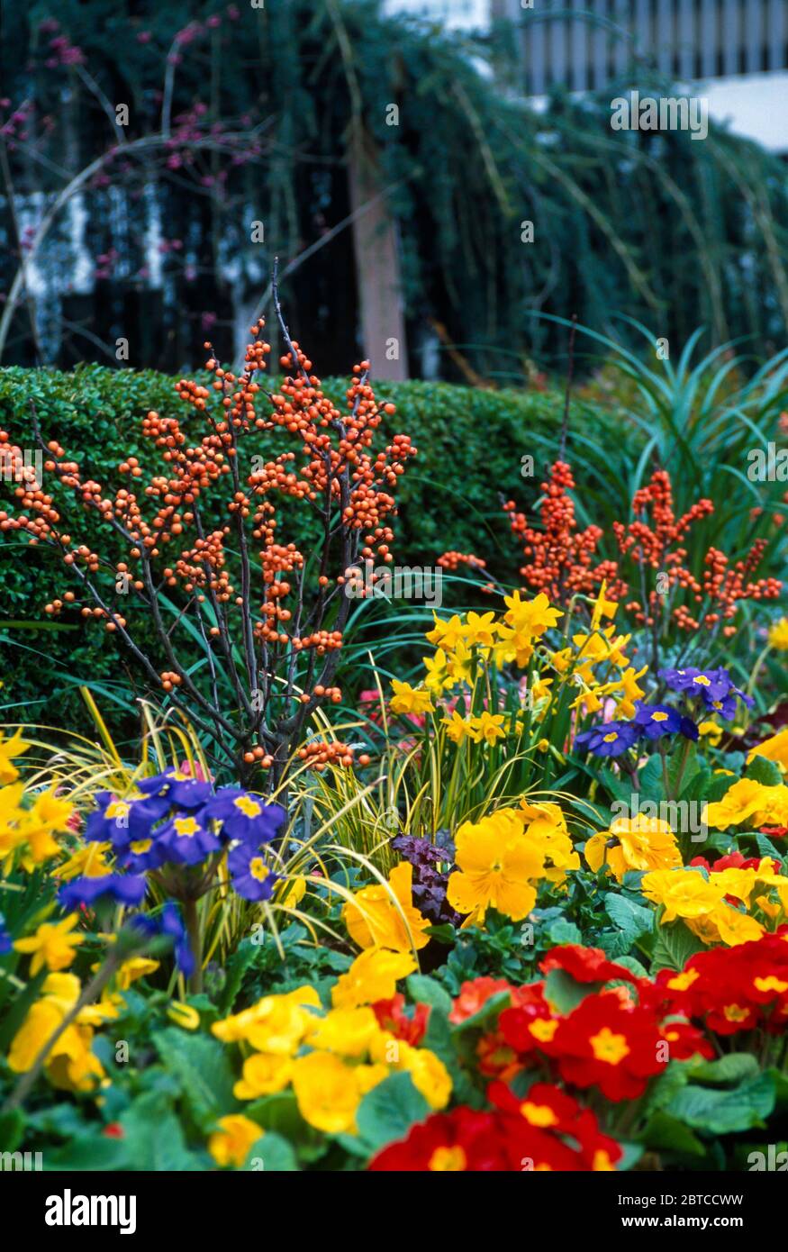 Borde de primavera con Primroses y Daffodils Foto de stock