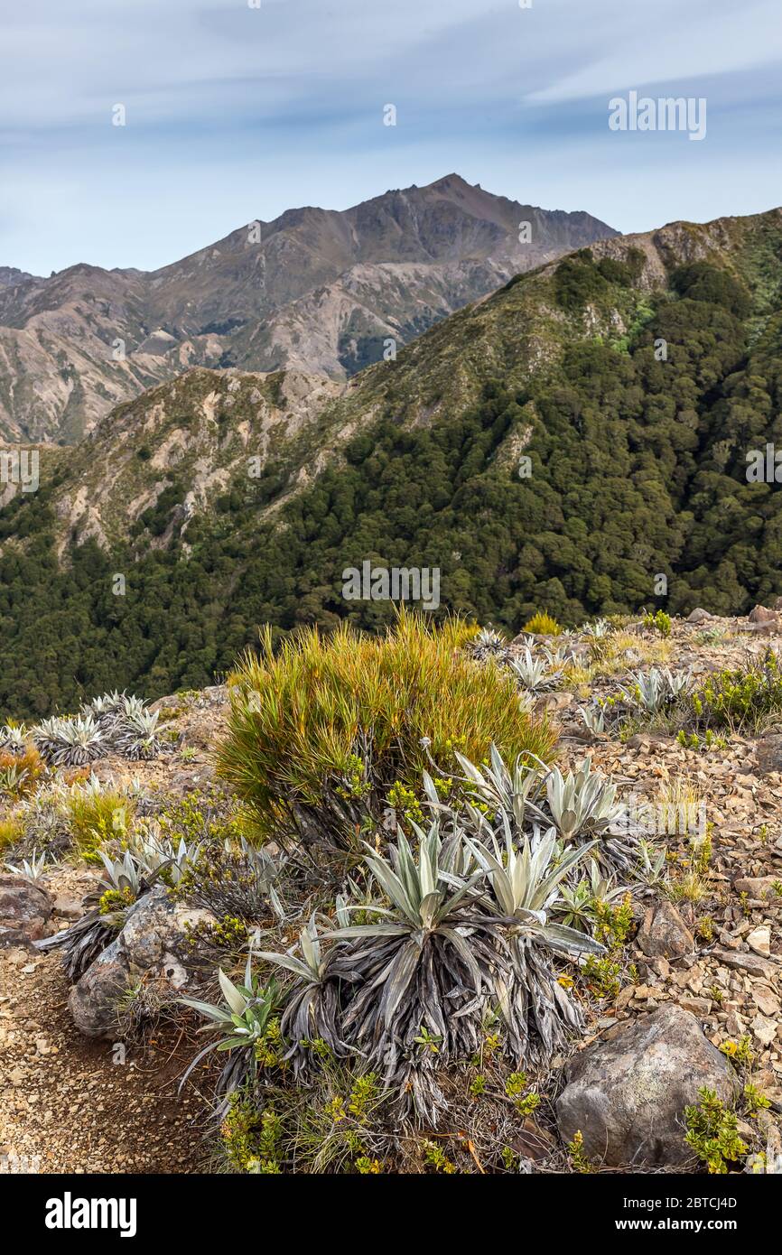 Telford Peak y plantas alpinas, montañas Takitimu, Nueva Zelanda, marzo de 2020 Foto de stock
