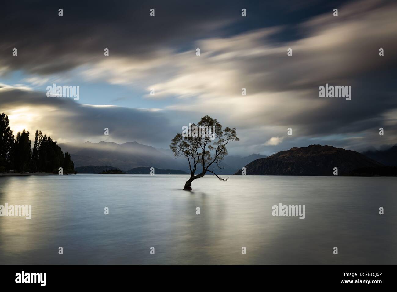 Que Wanaka árbol con un rayo de sol golpeándolo, Wanaka, Nueva Zelanda, marzo de 2020 Foto de stock