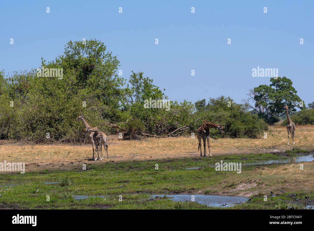 Jirafa en la estación seca en el Delta de Okavango, Botswana Foto de stock