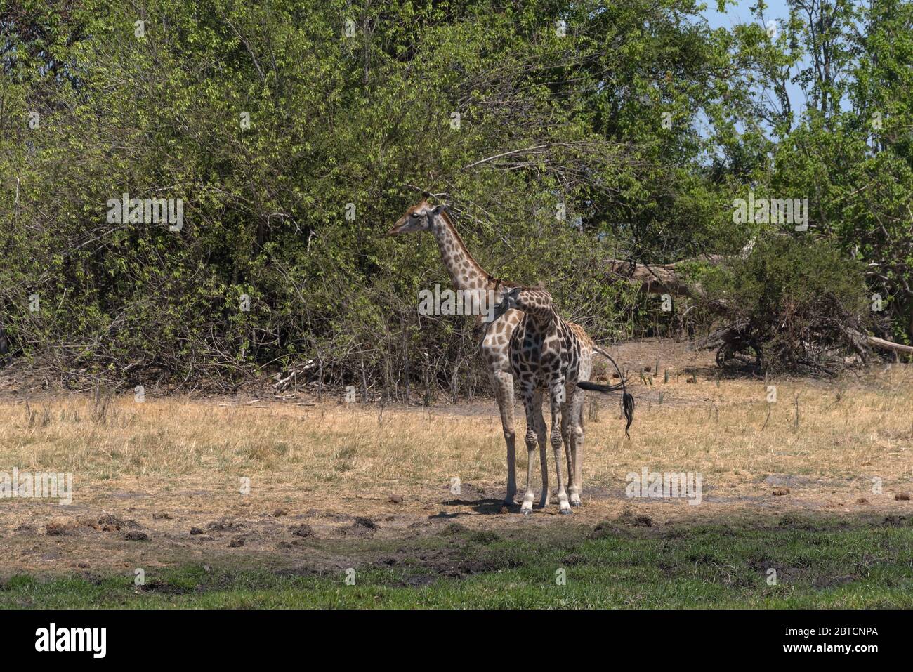 Jirafa en la estación seca en el Delta de Okavango, Botswana Foto de stock