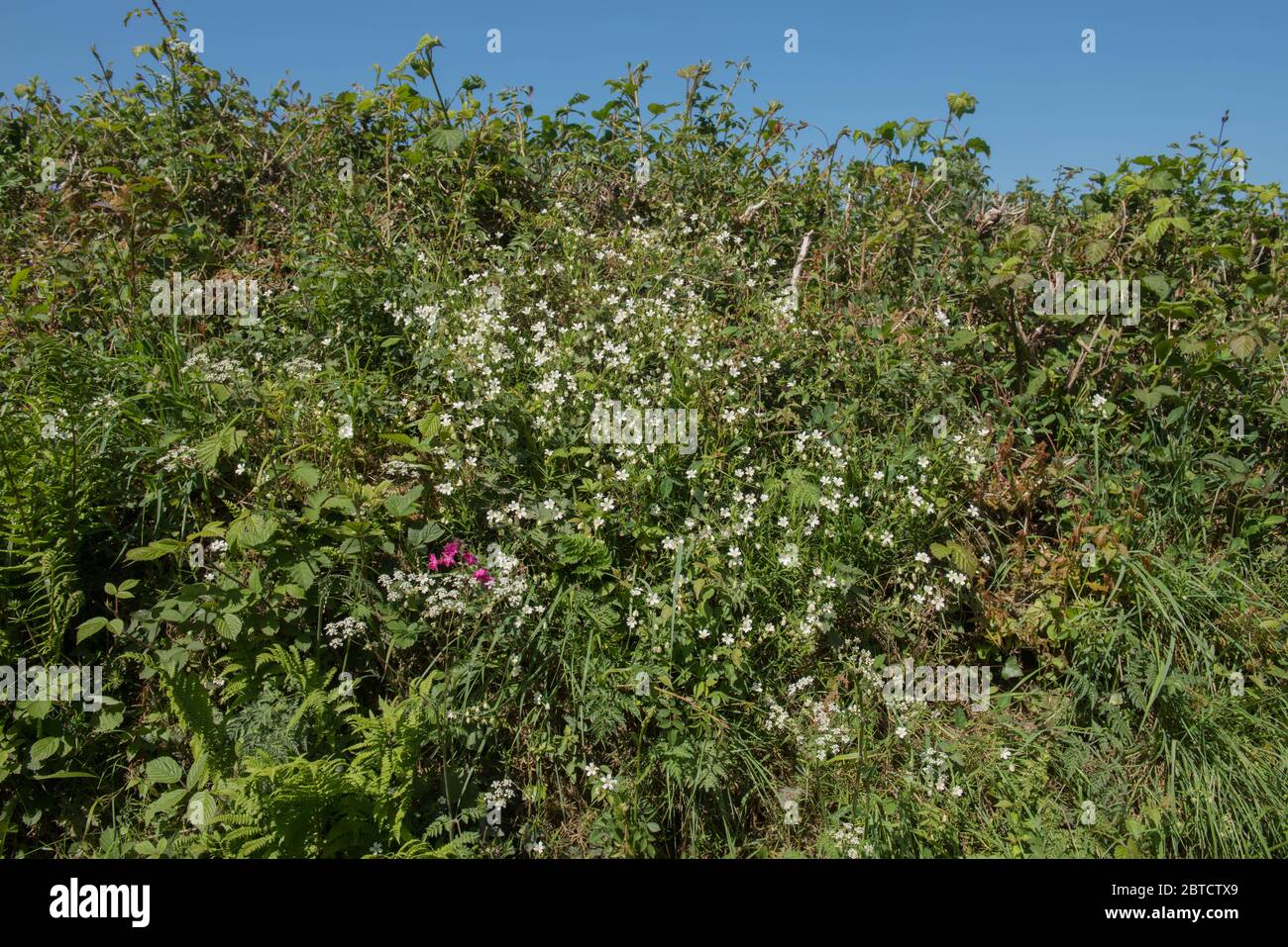 Primavera floración Addersmeat o mayor Stitchwort (Stellaria holostea) Flores silvestres creciendo encima de un Banco Roadside en Devon Rural, Inglaterra, Reino Unido Foto de stock