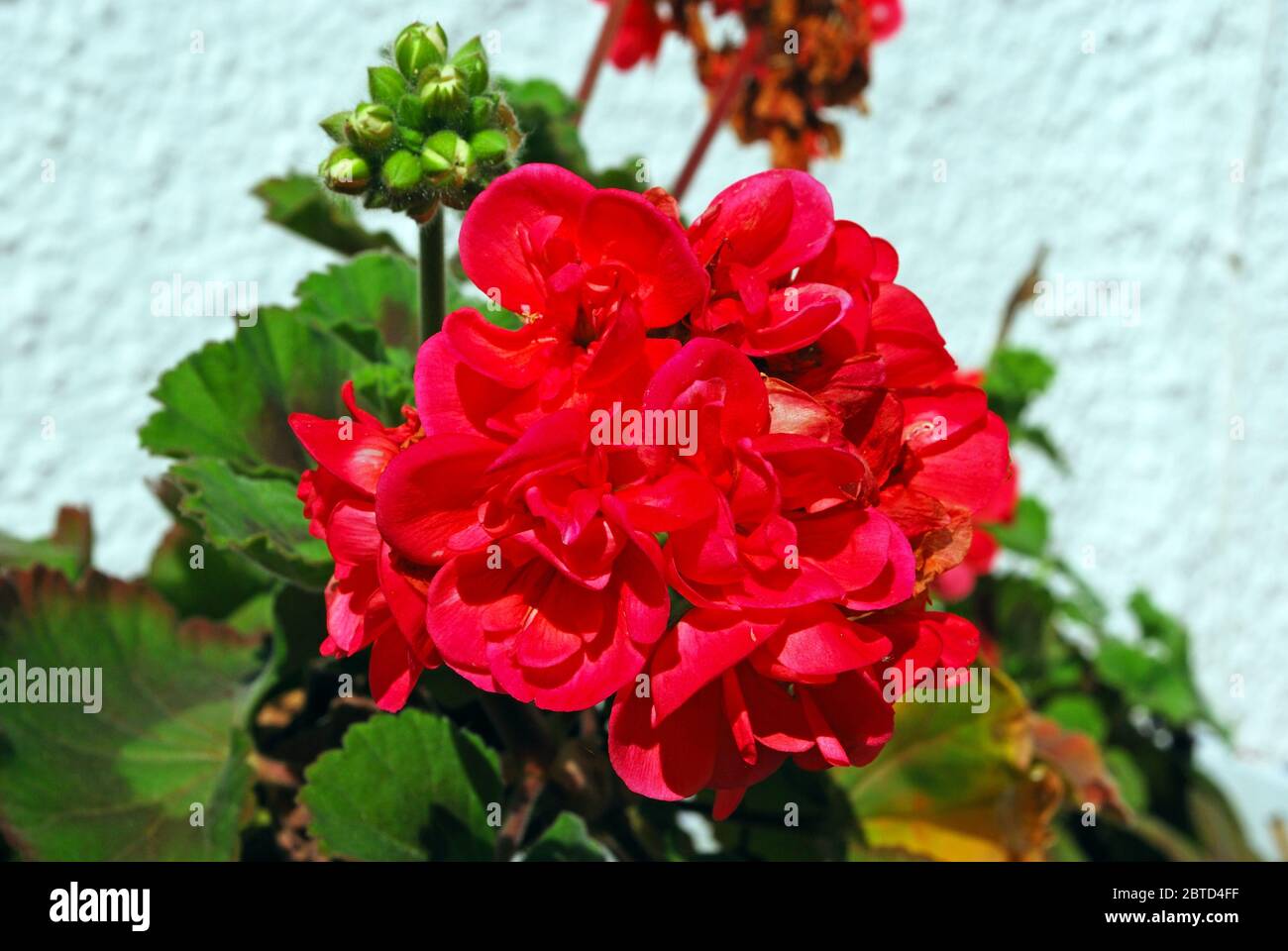 Planta de geranio rojo fotografías e imágenes de alta resolución - Alamy