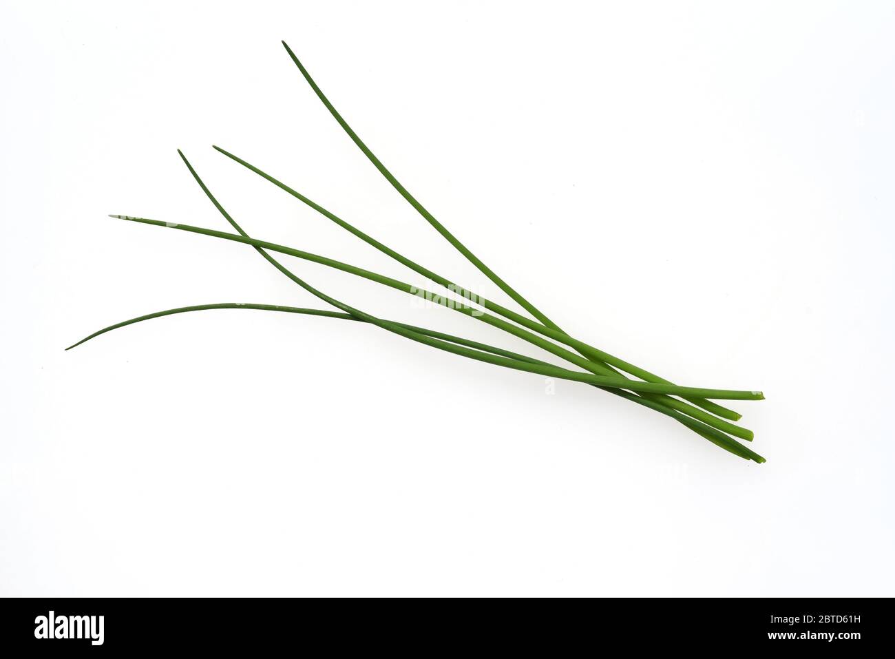Schnittlauch, Allium schoenoprasum, ist eine wichtige Heil- und Medizinalpflange. Das Kuechenkraut wird auch in der Frankfurter Gruene Sosse verwendet Foto de stock
