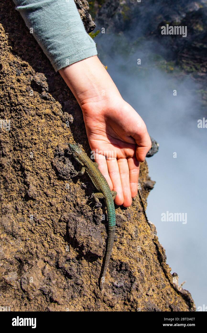 lagarto en la mano del niño en el ambiente natural Foto de stock