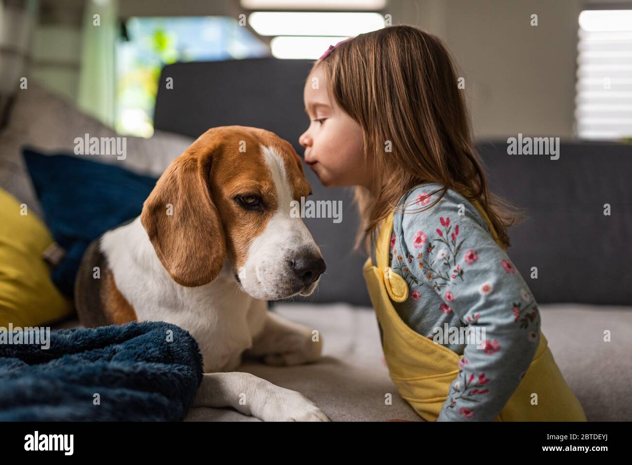 Perro con una linda niña caucásica. Beagle tumbado en el sofá, el bebé  viene y da un beso en la frente de los perros Fotografía de stock - Alamy