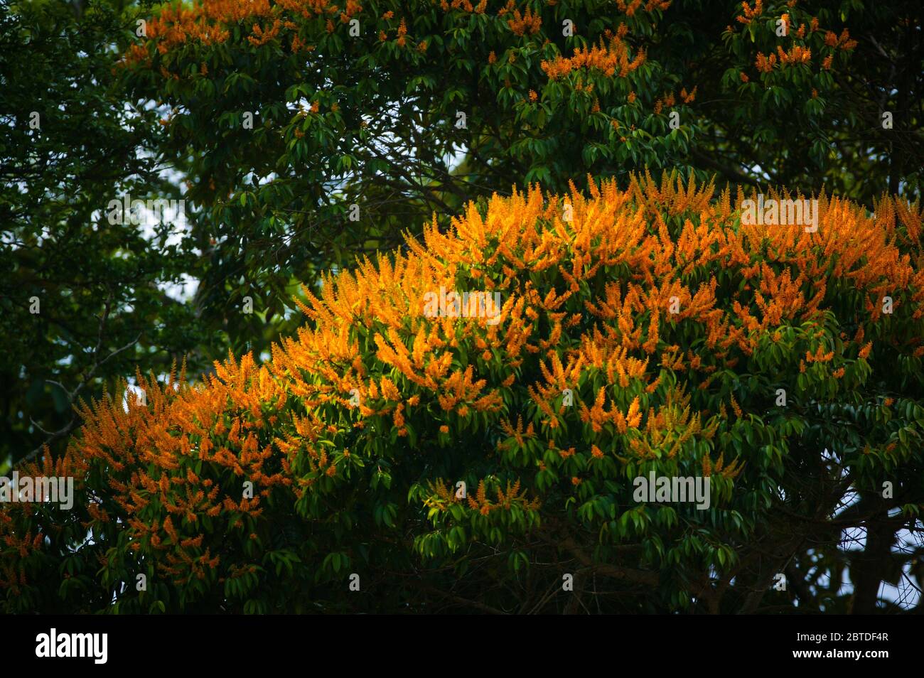 Florece el árbol de mayo, Vochysia ferruginea, en la exuberante selva del parque nacional de Soberania, provincia de Colón, República de Panamá. Foto de stock