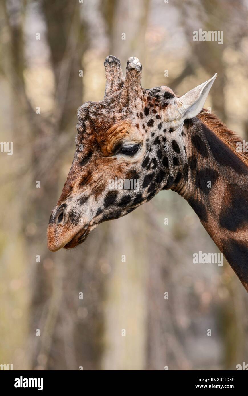 Giraffe - Giraffa camelopardalis, potrait de giraffe, safari en Kenia, África, miembro del yute de los cinco grandes mamíferos africanos. Foto de stock