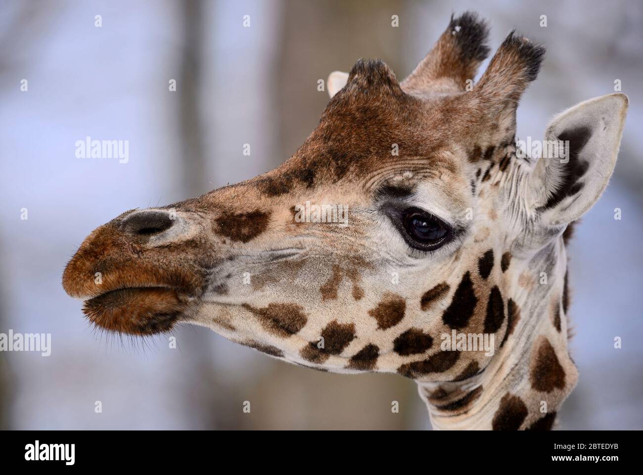 Giraffe - Giraffa camelopardalis, potrait de giraffe, safari en Kenia, África, miembro del yute de los cinco grandes mamíferos africanos. Foto de stock