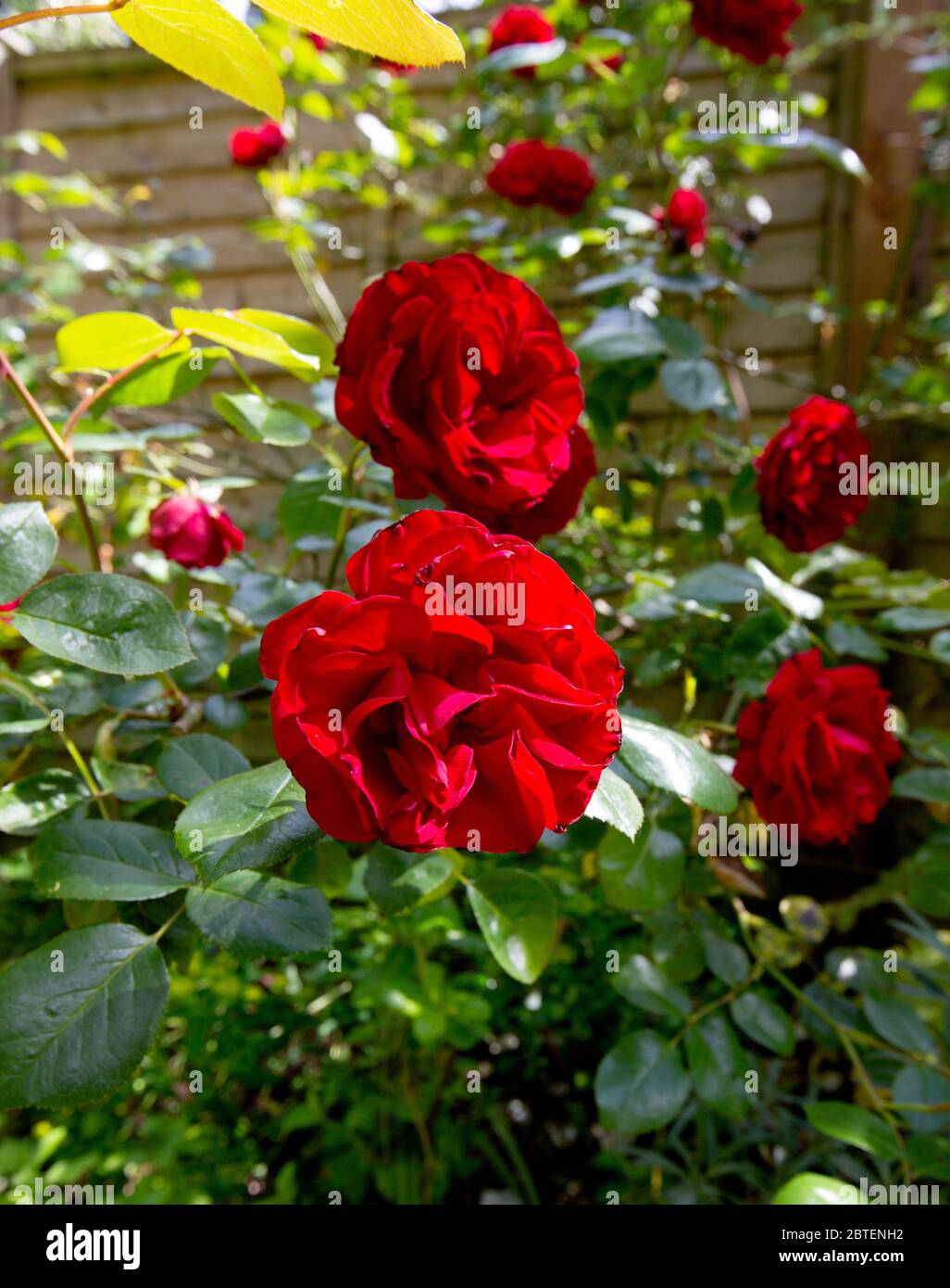 A tiempo Joven Reproducir Rosas rojas carmesí y hojas. La flor favorita de los jardineros hace una  hermosa exhibición en un jardín en Surrey, Inglaterra Fotografía de stock -  Alamy