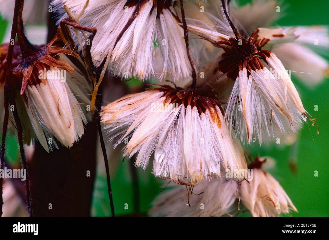 Búterbur blanco, Petasites albus, Rosaceae, semillas, flor, planta, Cantón de San Gallen, Suiza Foto de stock