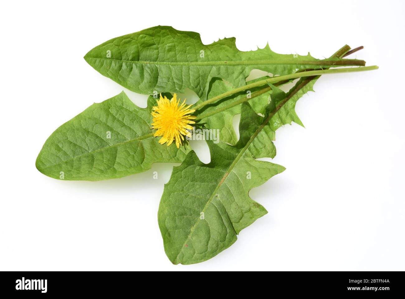 Loewenzahn, Taraxacum officinale als Mauerbluemchen, ist eine Pionierpflanze und Ueberlebungskuenstler die auch Schotterwegen gedeihen kann. Loewenza Foto de stock