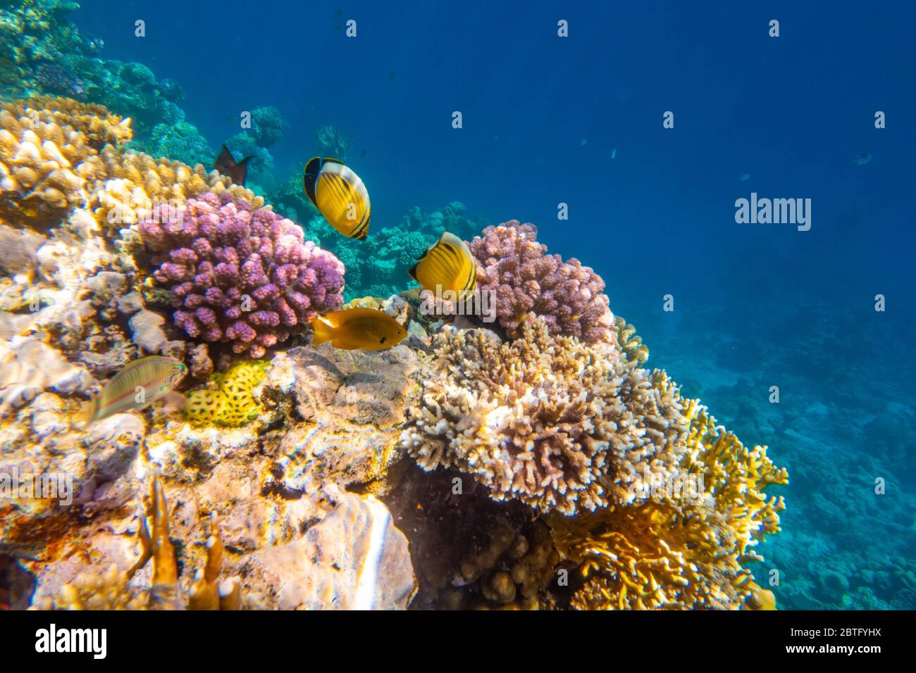 Peces tropicales en arrecifes de coral en el Parque Nacional Ras Mohammed, Egipto Foto de stock