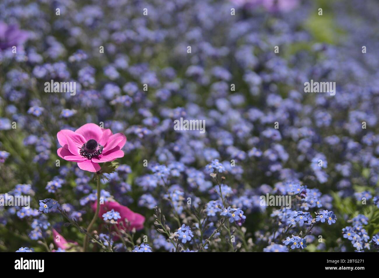 Flor rosa aislada sobre un prado de flores de flores Foto de stock
