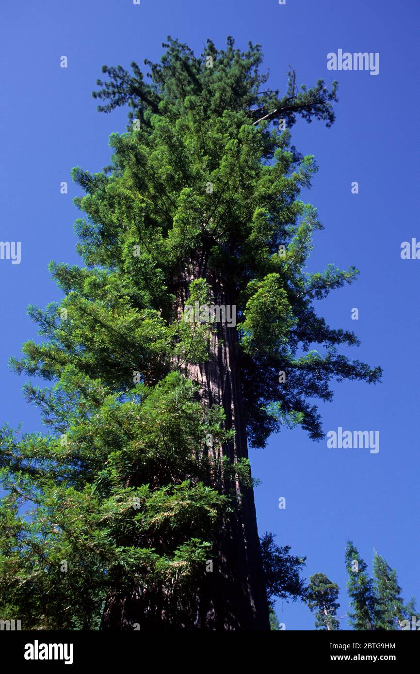 Miles Standish Tree, Área recreativa estatal Standish-Hickey, California Foto de stock