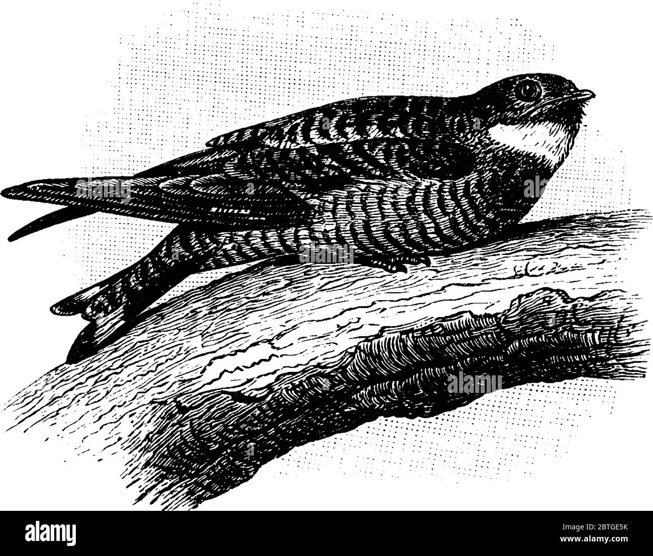 Un nighthawk es un ave nocturna de la subfamilia Chordeilinae, con alas largas, piernas cortas y cuentas muy cortas. Generalmente, estas aves anidan en el Ilustración del Vector