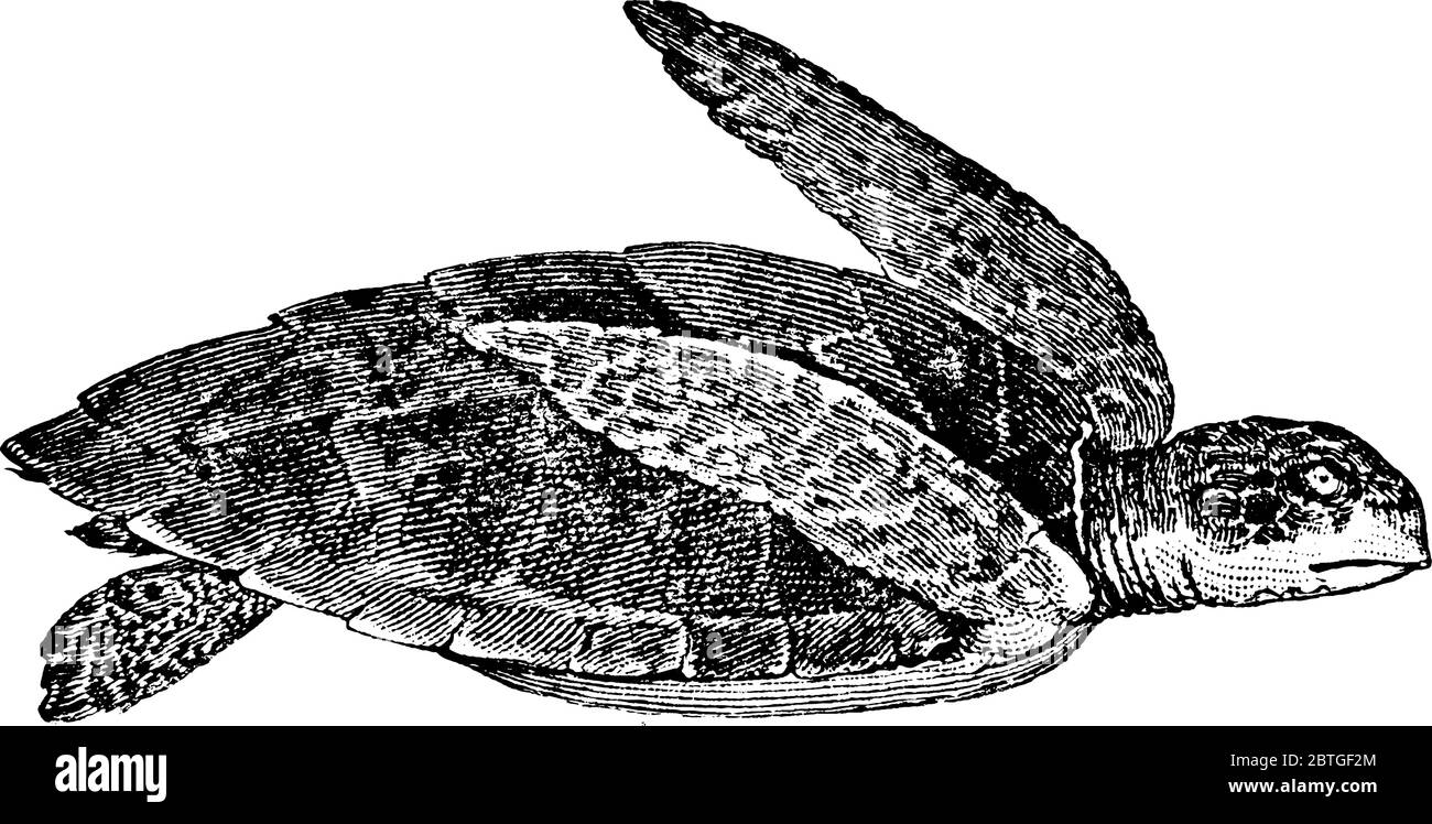 Una especie en la Chelonioidea de tortugas marinas, dibujo de líneas de cosecha o ilustración de grabado. Ilustración del Vector
