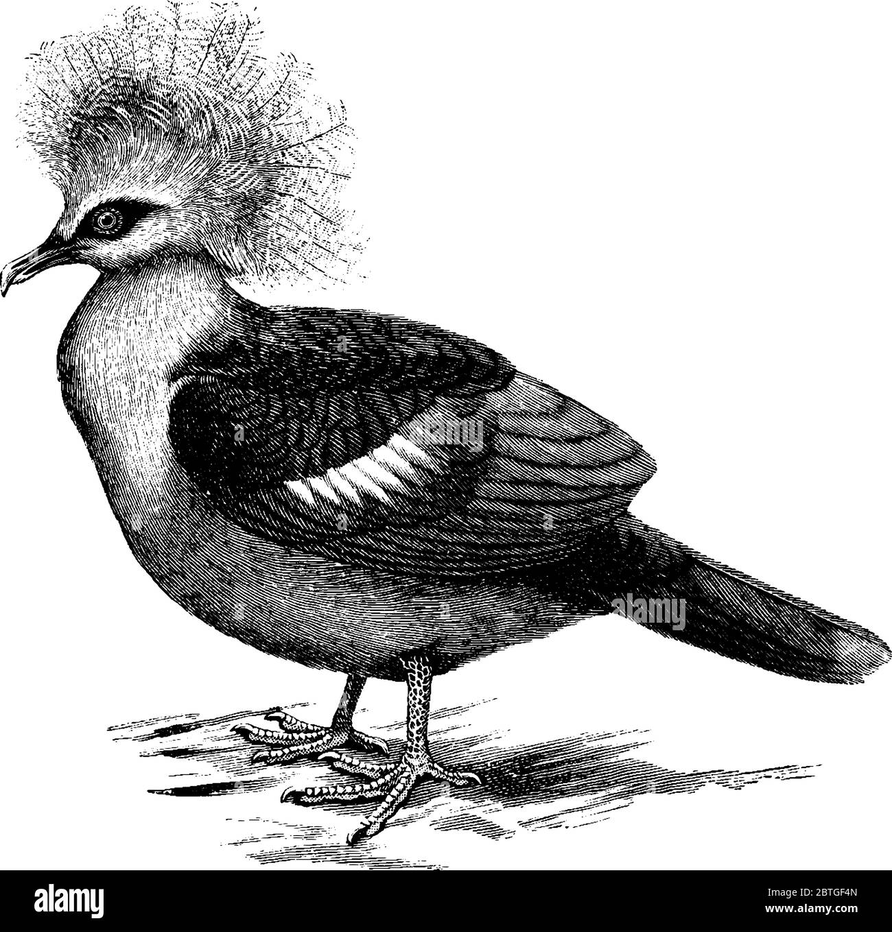 Crown pigeons Imágenes vectoriales de stock Alamy