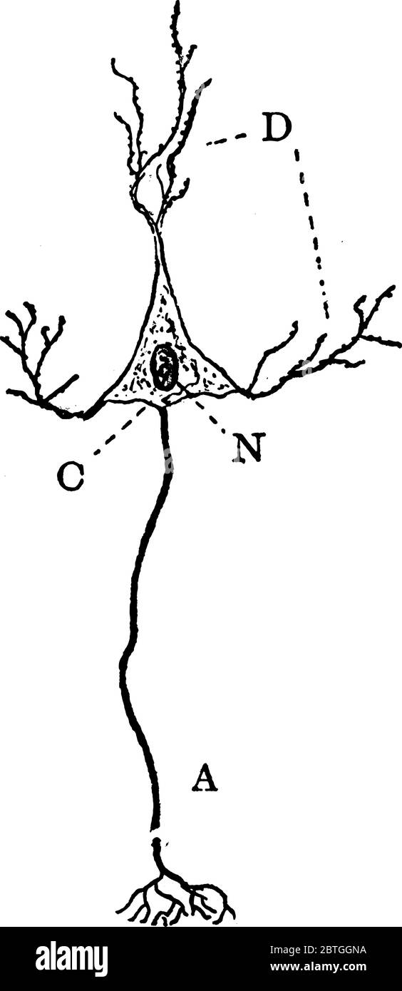 Diagrama de una neurona, con sus partes etiquetadas como, 'A', representando axón que surge del cuerpo celular y ramificación en su terminación; 'D', representando Ilustración del Vector