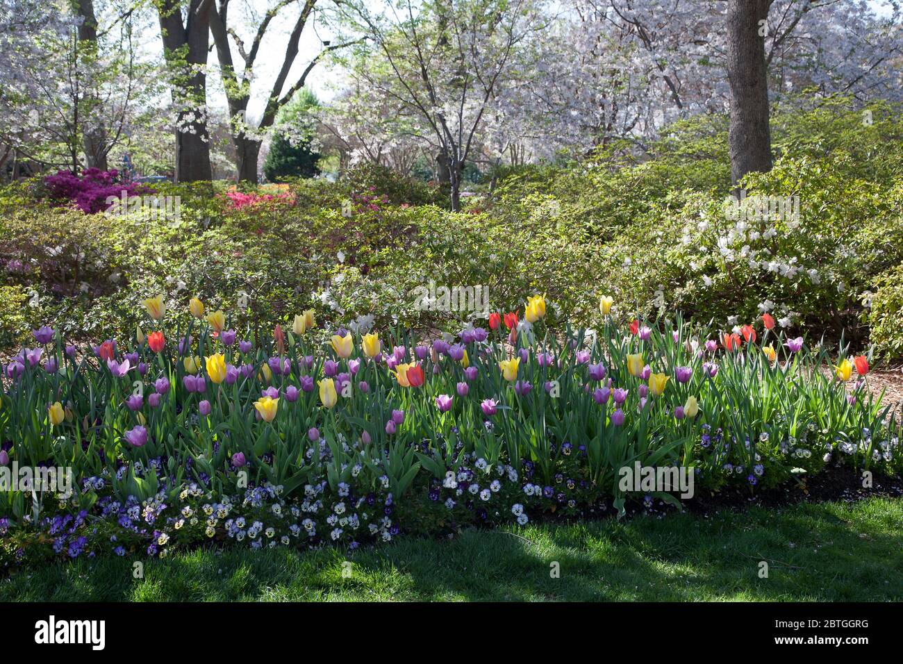 Primavera florece en el Dallas Arboretum Foto de stock