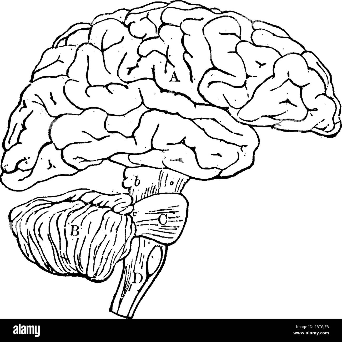 El cerebro humano es el órgano central del sistema nervioso humano, la parte inferior del cerebro está conectada con la médula espinal, el dibujo de la línea de cosecha o e Imagen El cerebro humano es el órgano central del sistema nervioso humano, la parte inferior del cerebro está conectada con la médula espinal, el dibujo de la línea de cosecha o e Imagen