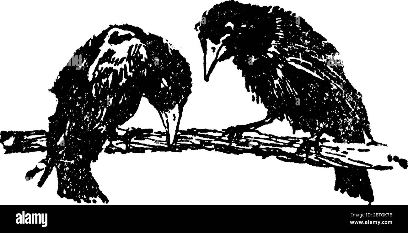 Una representación típica de dos aves negras en una perca. Un pájaro mirando al otro pájaro mirando las ramas del árbol. Este tipo de pájaros me tienen Ilustración del Vector