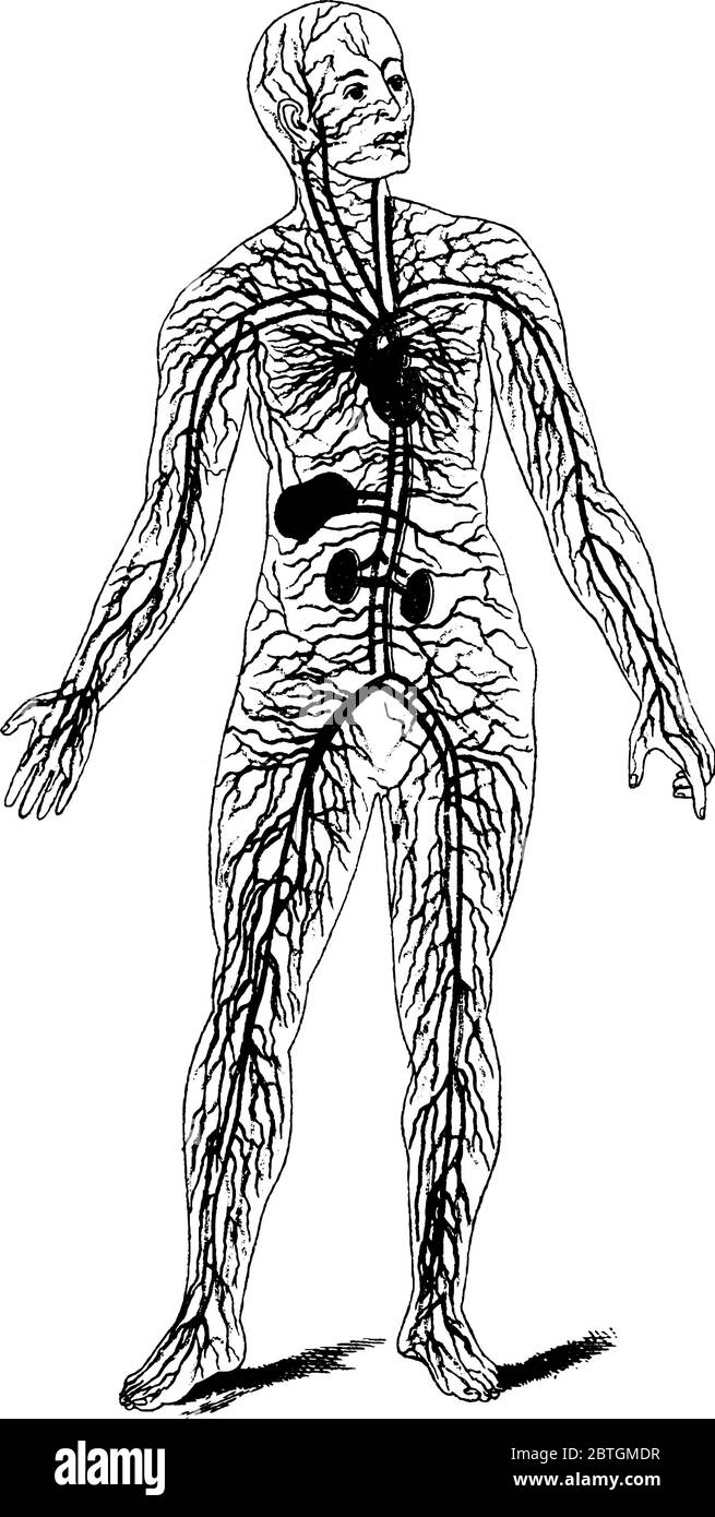 El sistema circulatorio consta de tres sistemas independientes, el corazón,  los pulmones y las arterias, las venas, las arterias coronarias y los vasos  portales, que funcionan juntos. S Imagen Vector de stock -