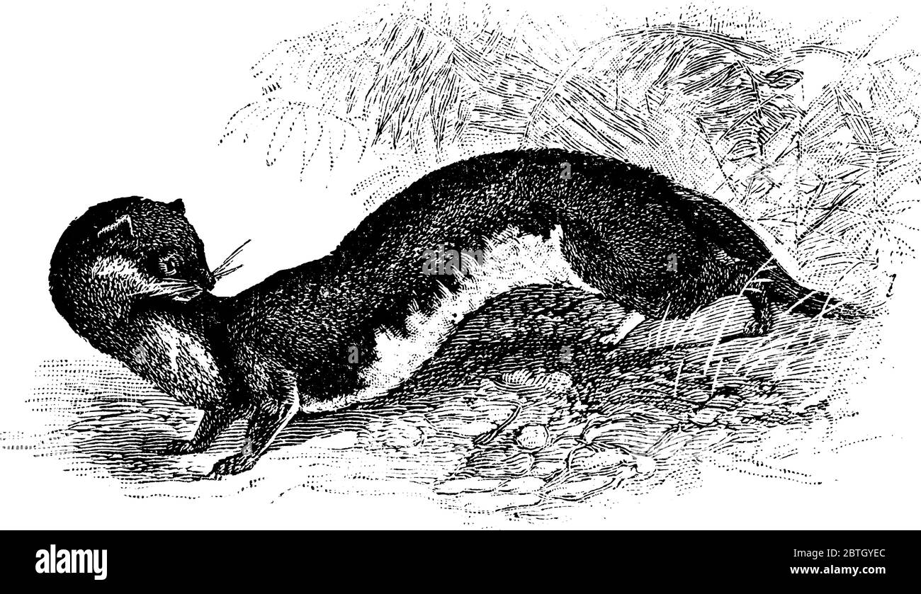 Weasel es un pequeño mamífero carnívoro muy activo que tiene forma de esbelta con piernas cortas, dibujo de líneas vintage o ilustración de grabado. Ilustración del Vector
