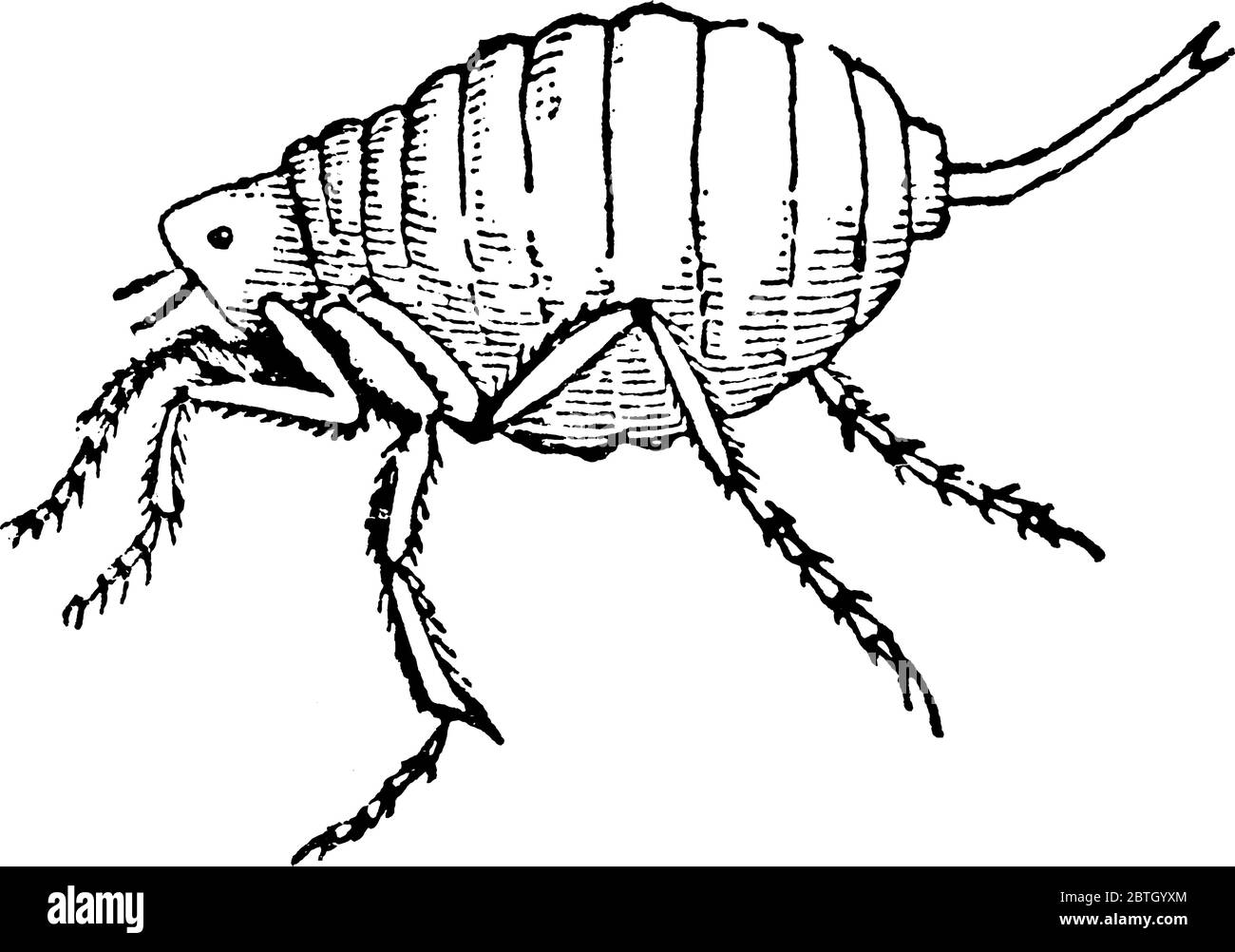 El macho, Chigoe Flea, Tunga penetra, un artrópodo parásito, encontrado en climas tropicales, sobre todo en América del Sur y las Indias Occidentales, línea de cosecha Ilustración del Vector