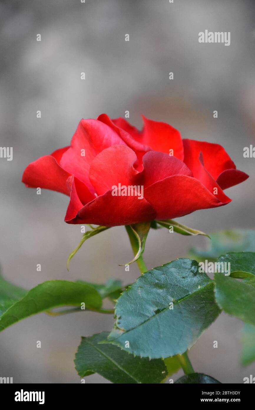 Una Sola Rosa Roja Fotos e Imágenes de stock - Alamy