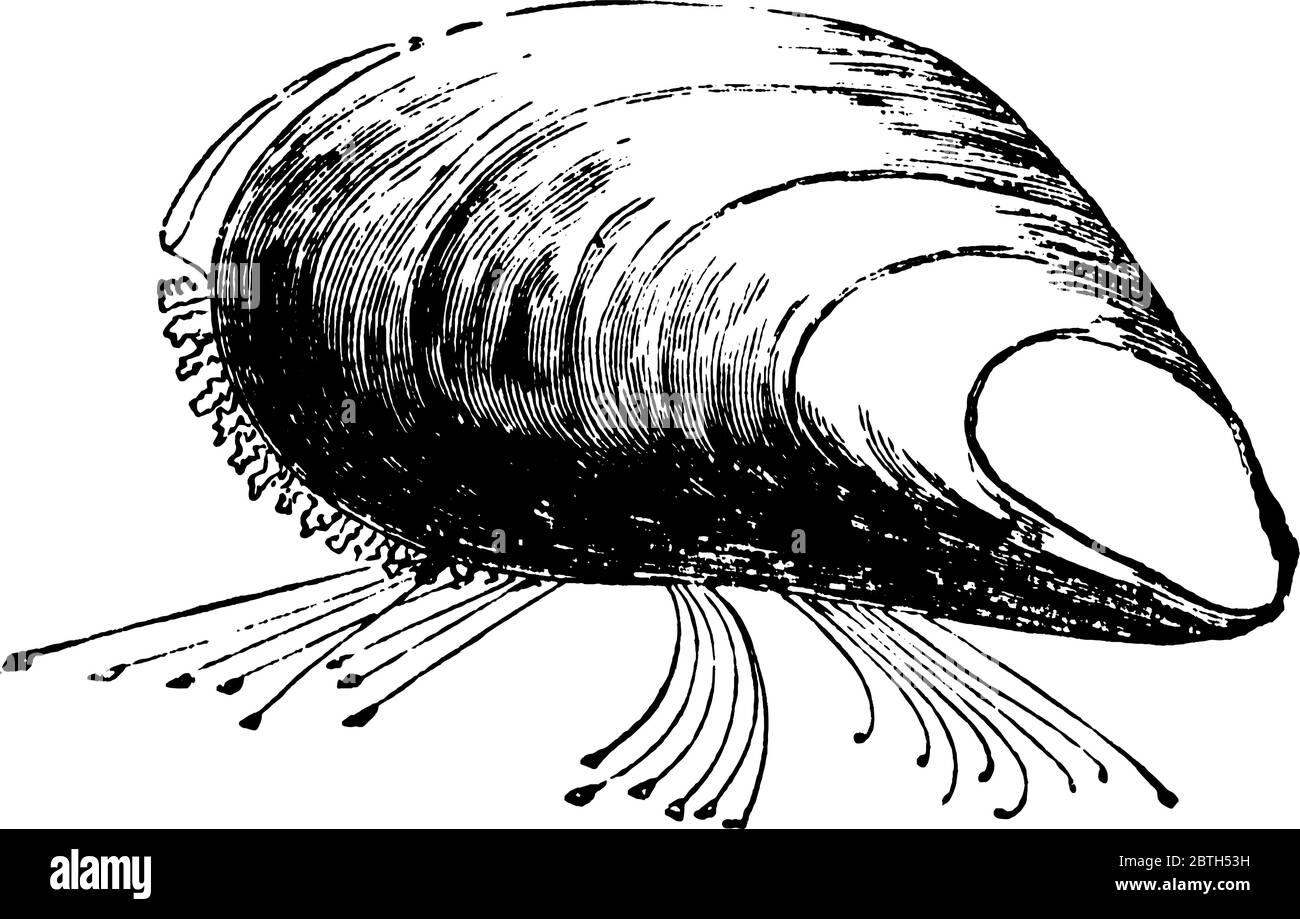 El mejillón es un molusco bivalvo perteneciente a la clase marina Bivalvia, tiene una cáscara negra con dos partes que se cierran estrechamente, la línea de cosecha dra Ilustración del Vector