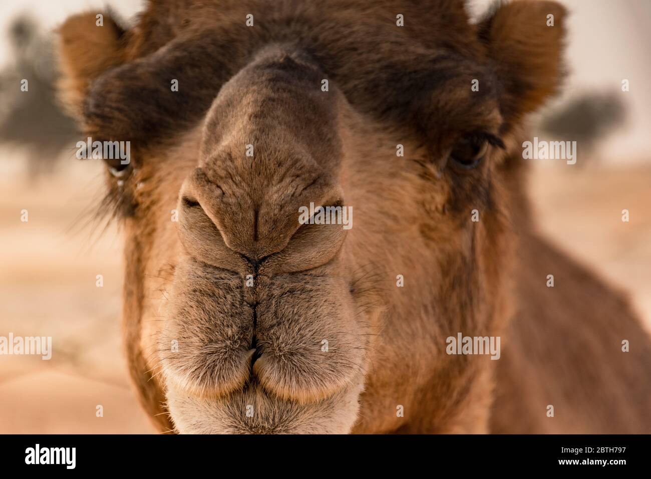 Cerca de un camello Foto de stock