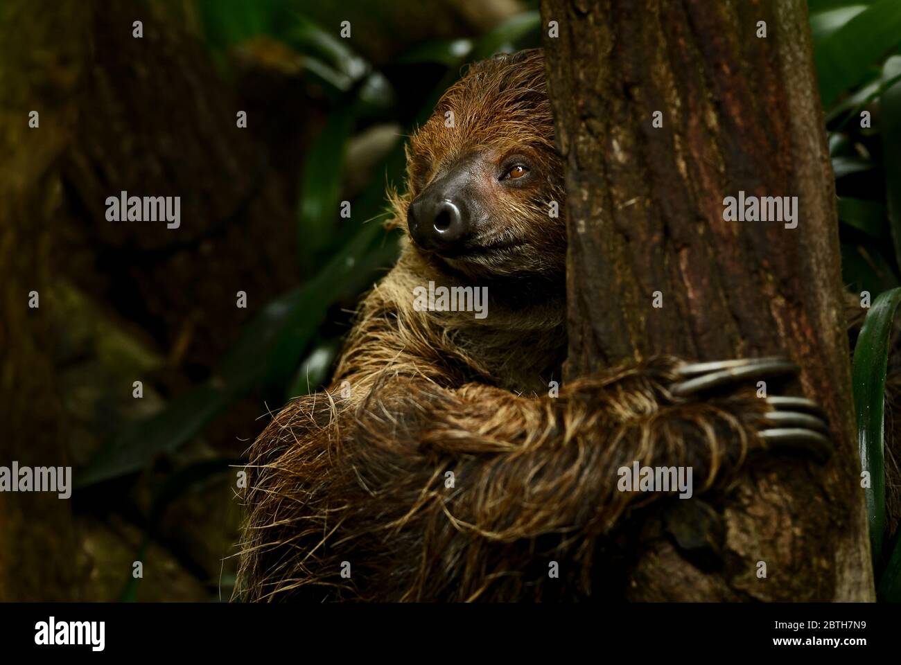 Slath de dos dedos del sur - Choloepus didactylus, mamífero tímido y hermoso de los bosques sudamericanos, Brasil. Foto de stock