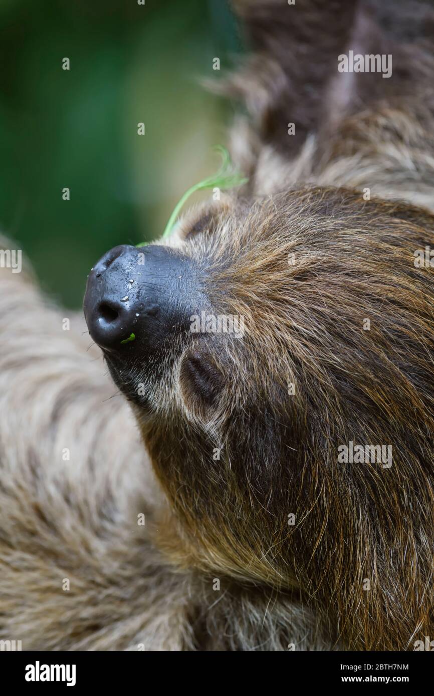 Slath de dos dedos del sur - Choloepus didactylus, mamífero tímido y hermoso de los bosques sudamericanos, Brasil. Foto de stock
