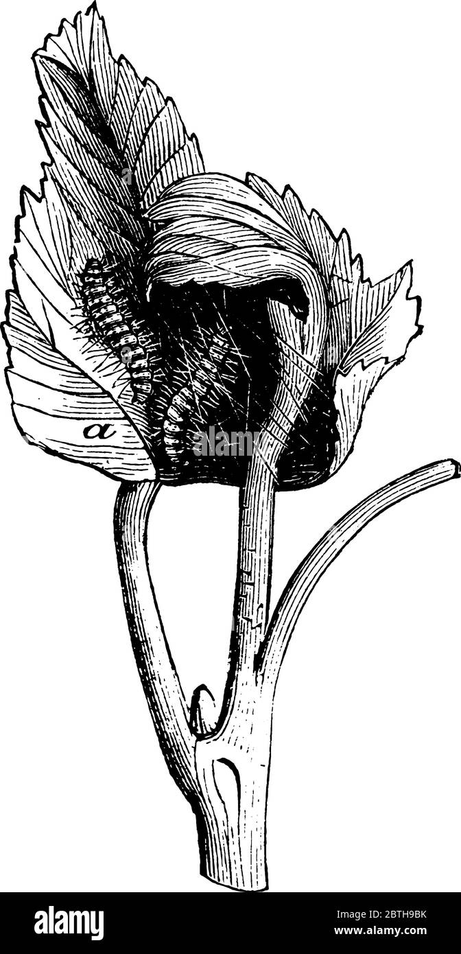 Dos orugas de pusia de col con su cuerpo segmentado y cubierto de pelo, arrastrándose en una hoja, dibujo de línea vintage o ilustración de grabado. Ilustración del Vector