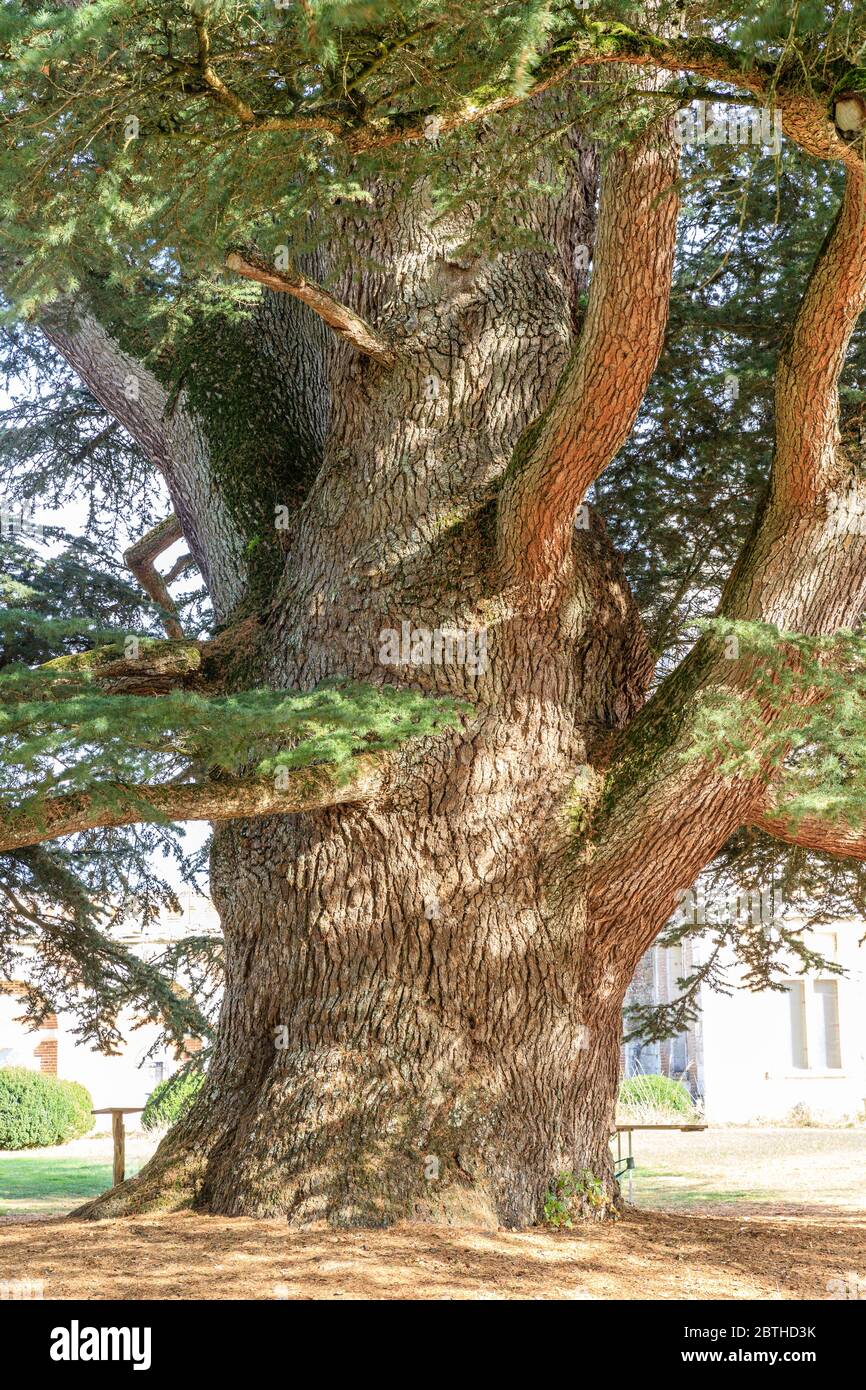 Francia, Loir et Cher, Cher Valle, Selles sur Cher, Selles sur Cher castillo, cedro de Líbano (Cedrus libani), árbol notable de Francia por A.R.B Foto de stock