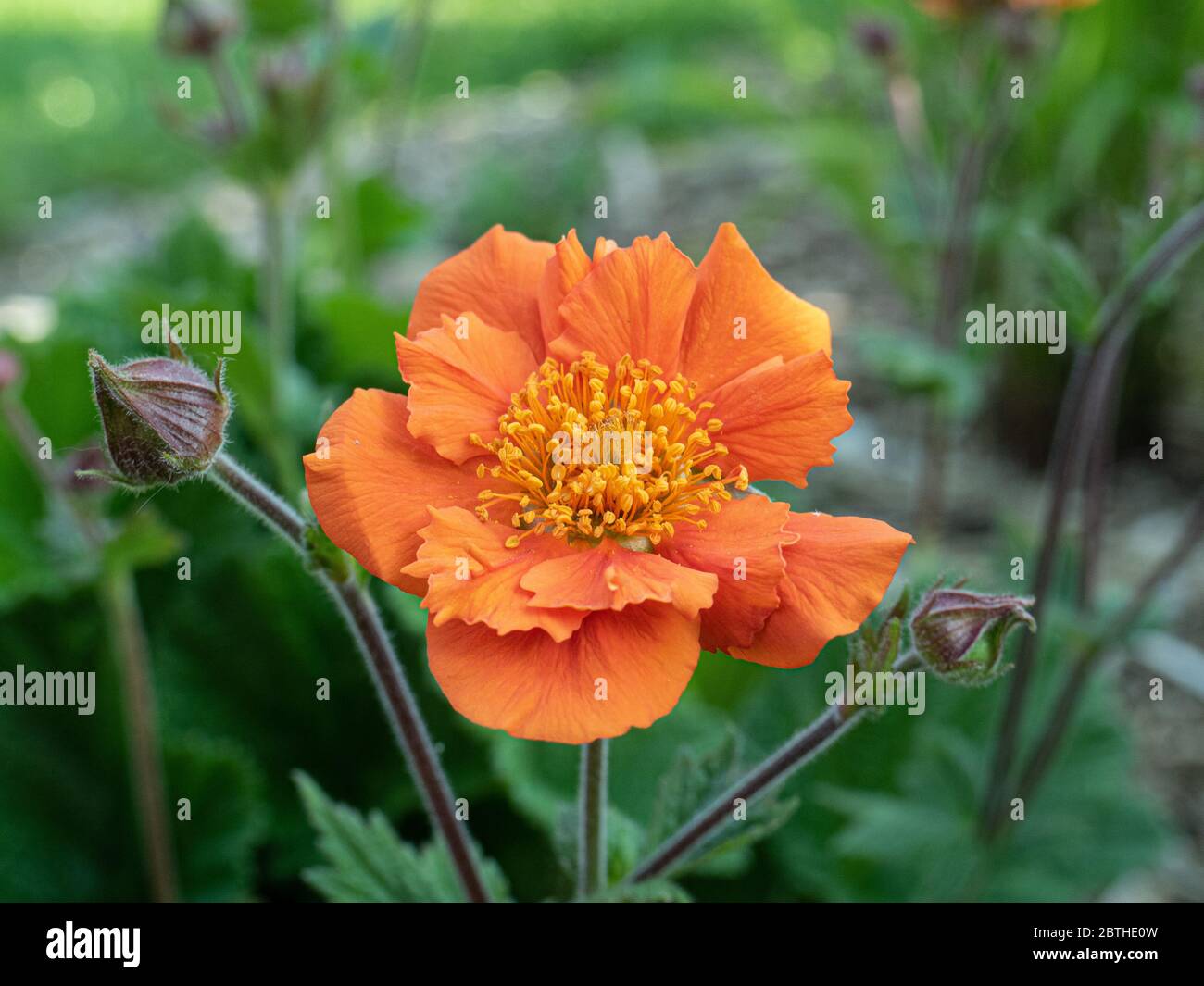 Un primer plano de una sola flor naranja de Geum sea Breeze Foto de stock