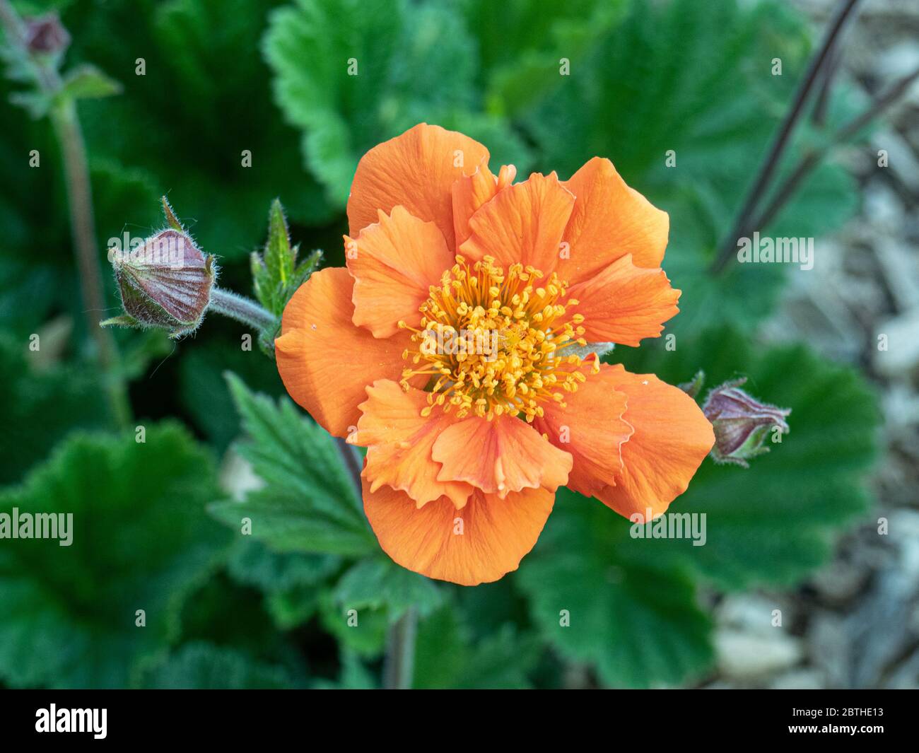 Un primer plano de una sola flor naranja de Geum sea Breeze Foto de stock