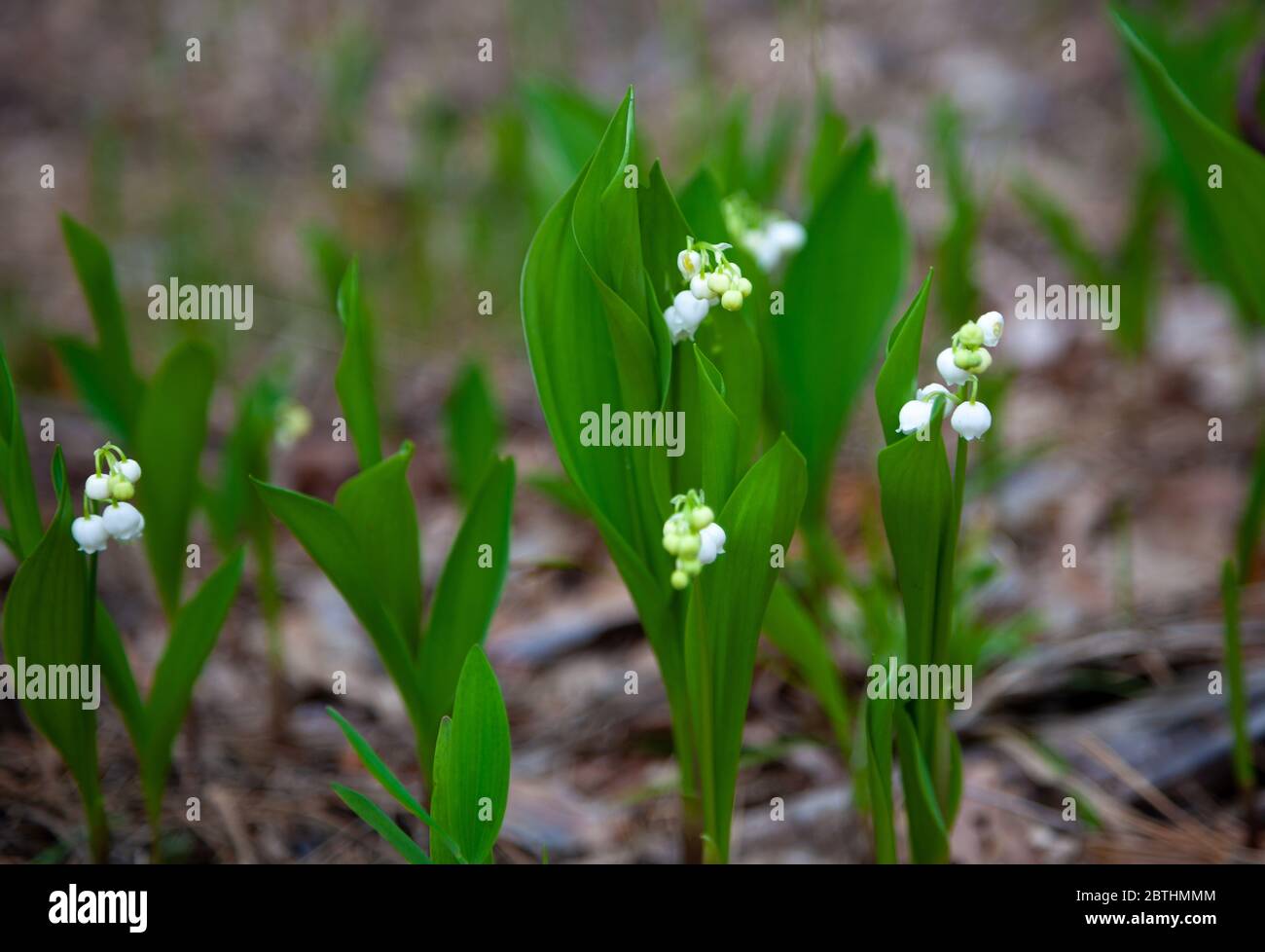 Lirios del valle en el bosque. Pequeñas flores blancas con un olor  fragante. Lirio del valle color y hoja en condiciones naturales Fotografía  de stock - Alamy