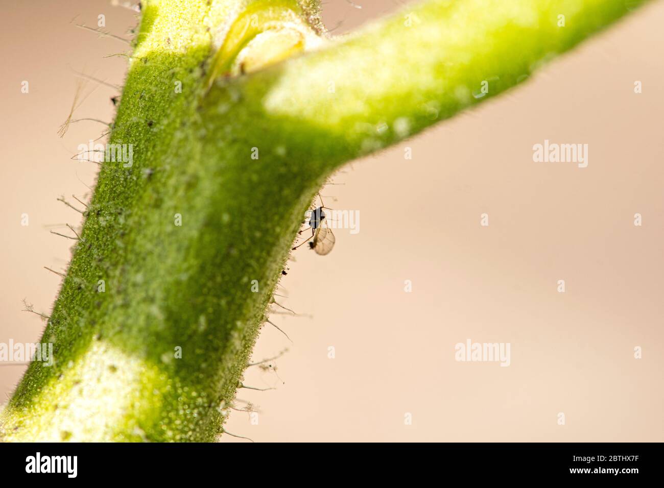 Planta De Hoja Negra Fotos e Imágenes de stock Alamy