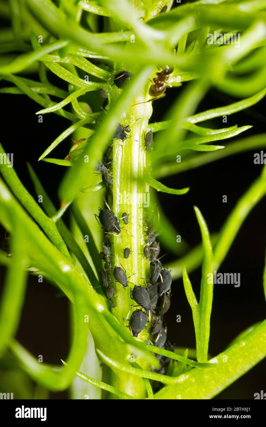 Hormigas y áfidos (un pequeño insecto chupando savia y miembro de la  superfamilia Aphidoidea. Los nombres comunes incluyen la mosca verde y la  mosca negra) en una planta verde Fotografía de stock -