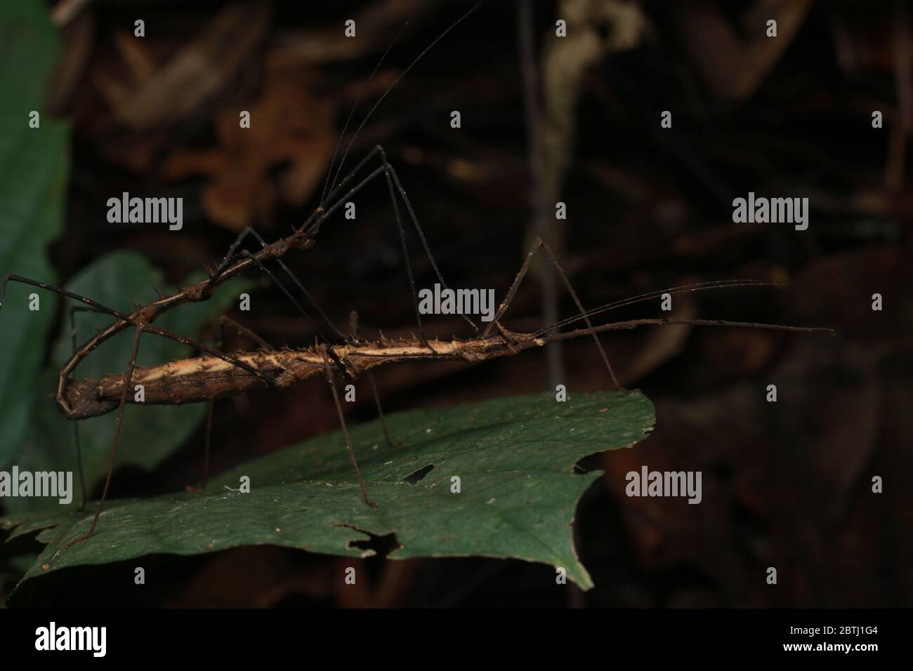 Insecto de palillo (Stheneboea verruculosa) Foto de stock