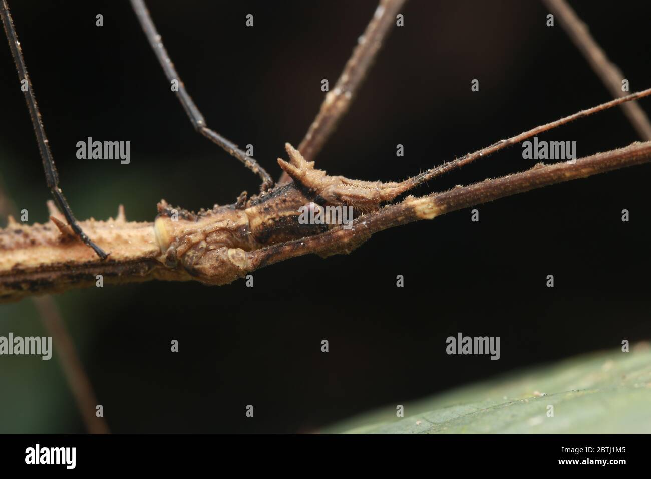 Insecto de palillo (Stheneboea verruculosa) Foto de stock