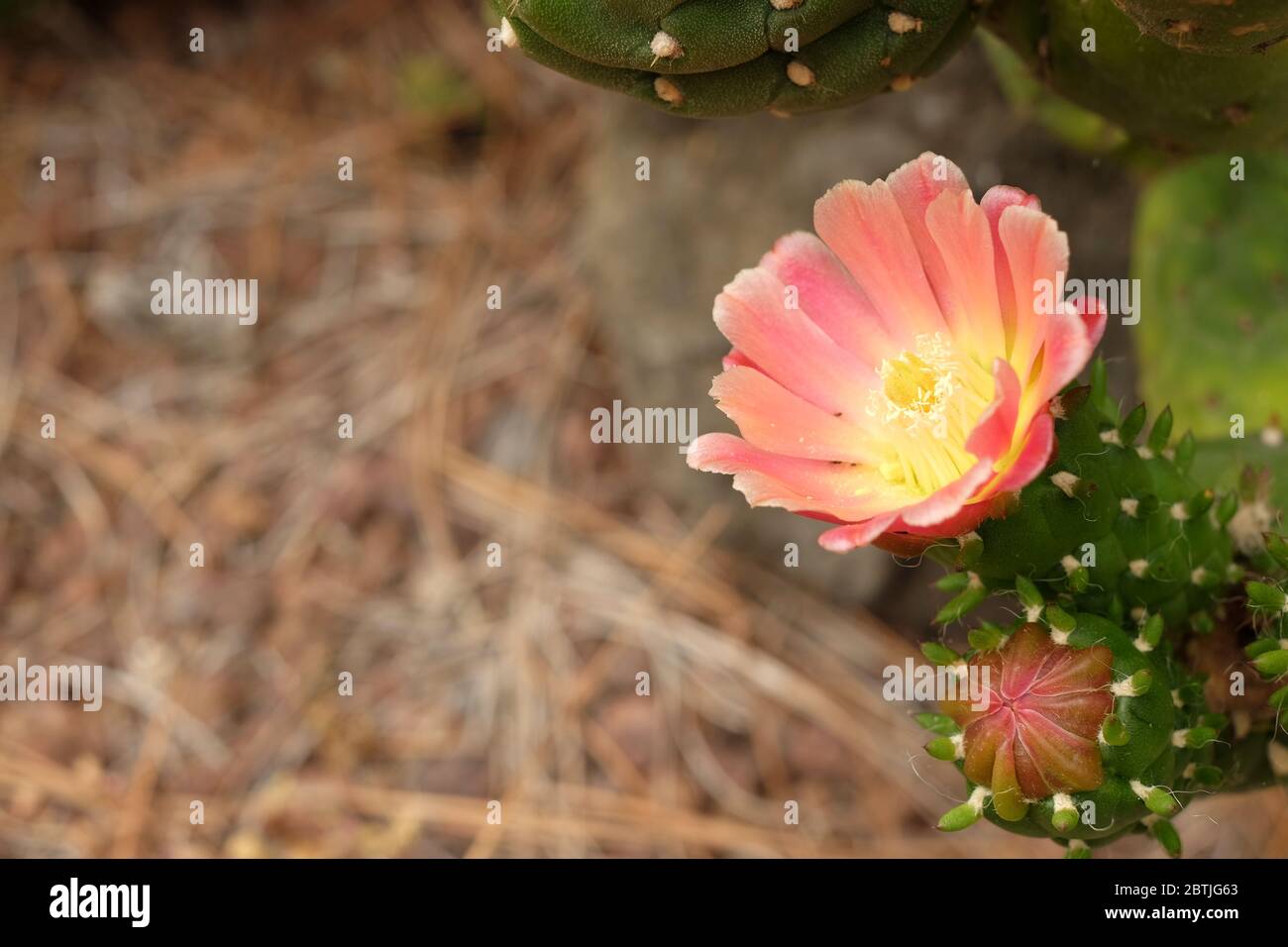 Flores de cactus rojas y rosadas. Foto de stock