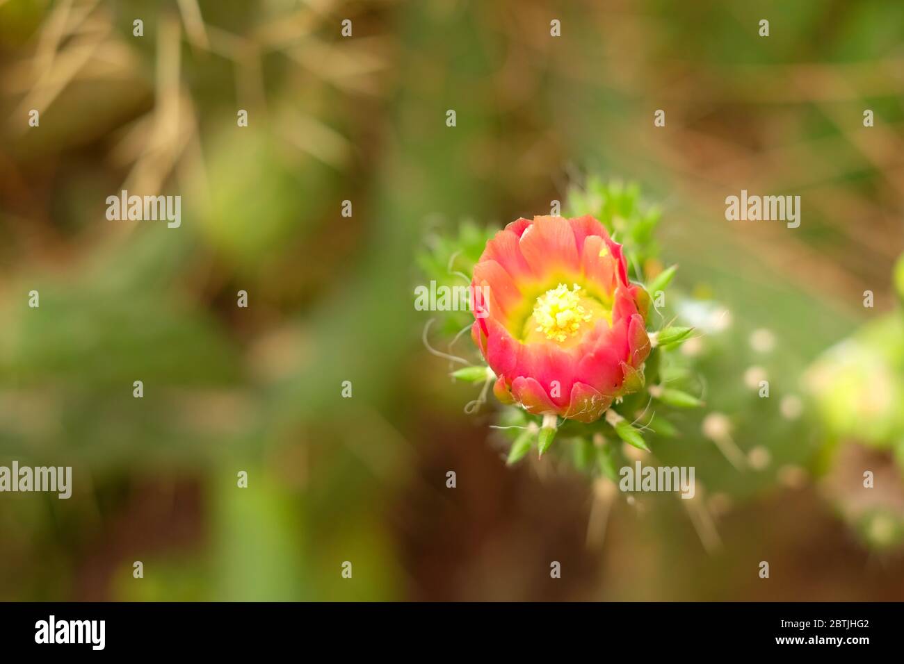 Precioso cactus rojo apertura flor. Foto de stock