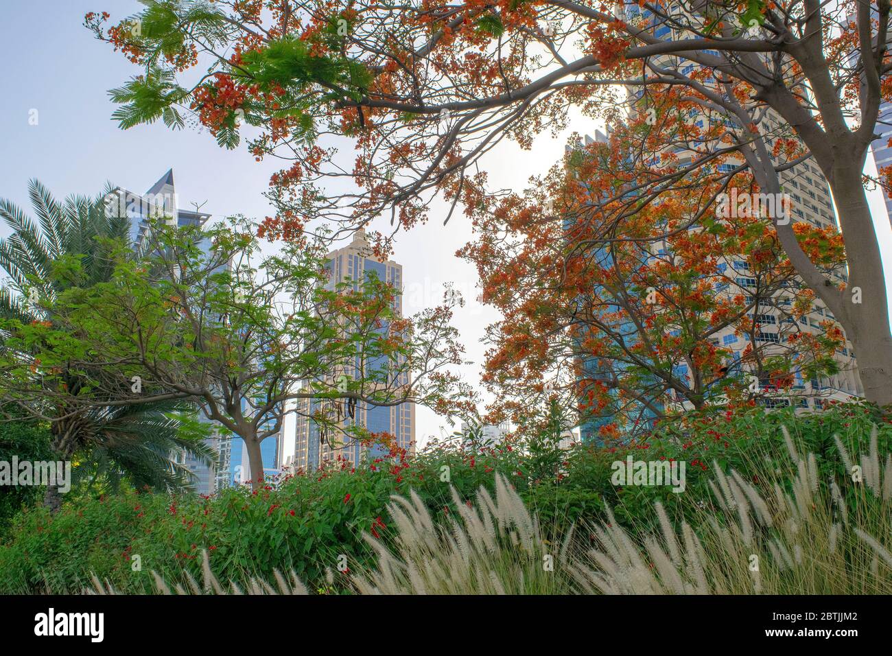 Dubai / EAU - 26 de mayo de 2020: Vista de los rascacielos de Jumeirah Lakes Towers y el parque con muchos árboles verdes. Edificios residenciales en JLT. JLT a través de foliag Foto de stock