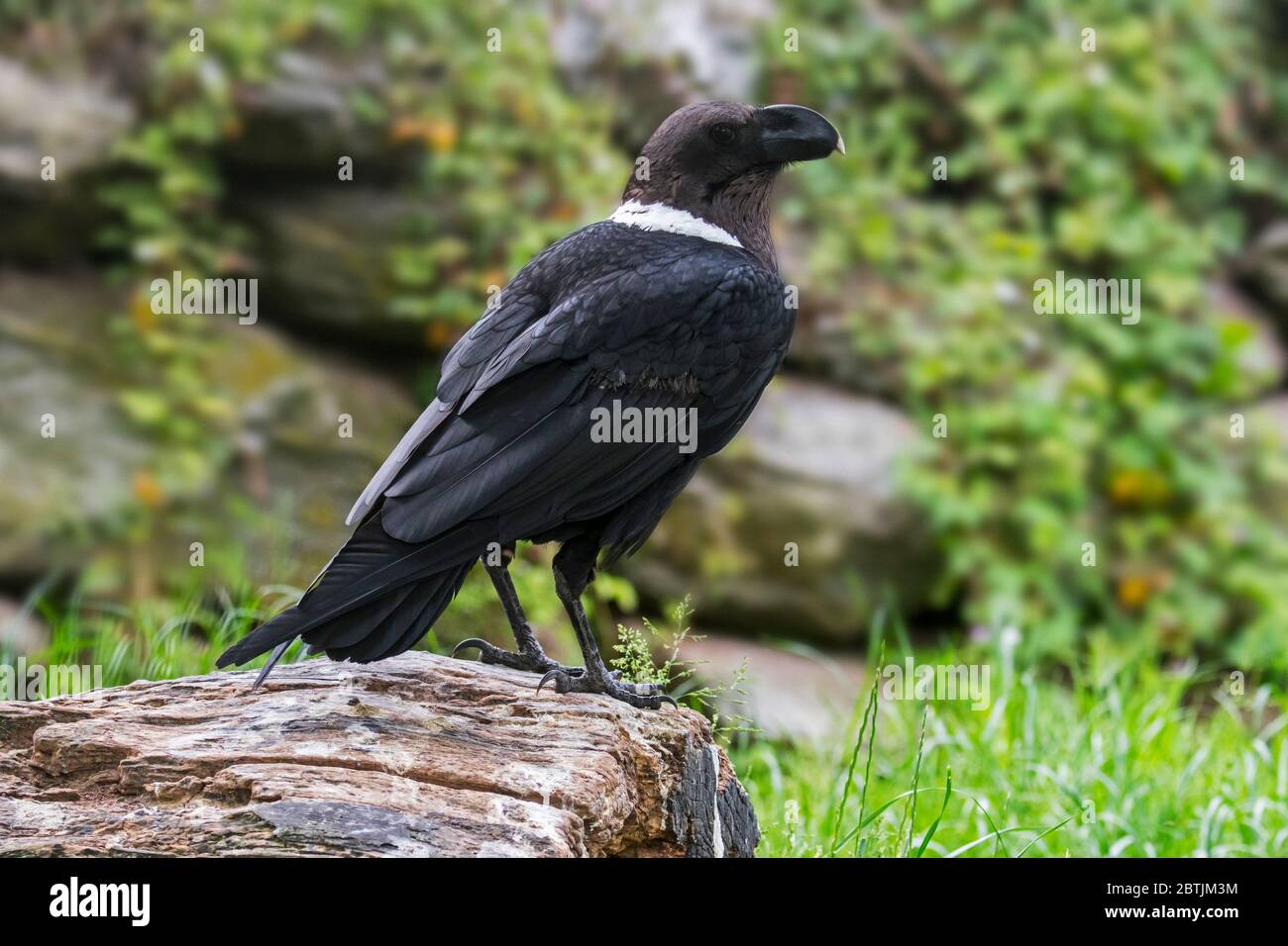 Cuervo grueso (Corvus crassirostris), corvid del Cuerno de África Foto de stock