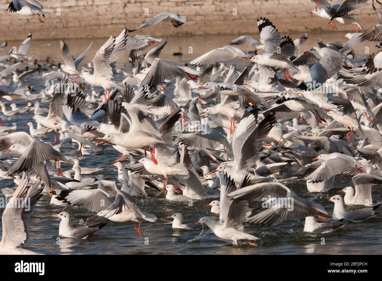 Una enorme bandada de aves (gaviotas) que se enjambre el lago Lakhota en Gujarat (India) Foto de stock
