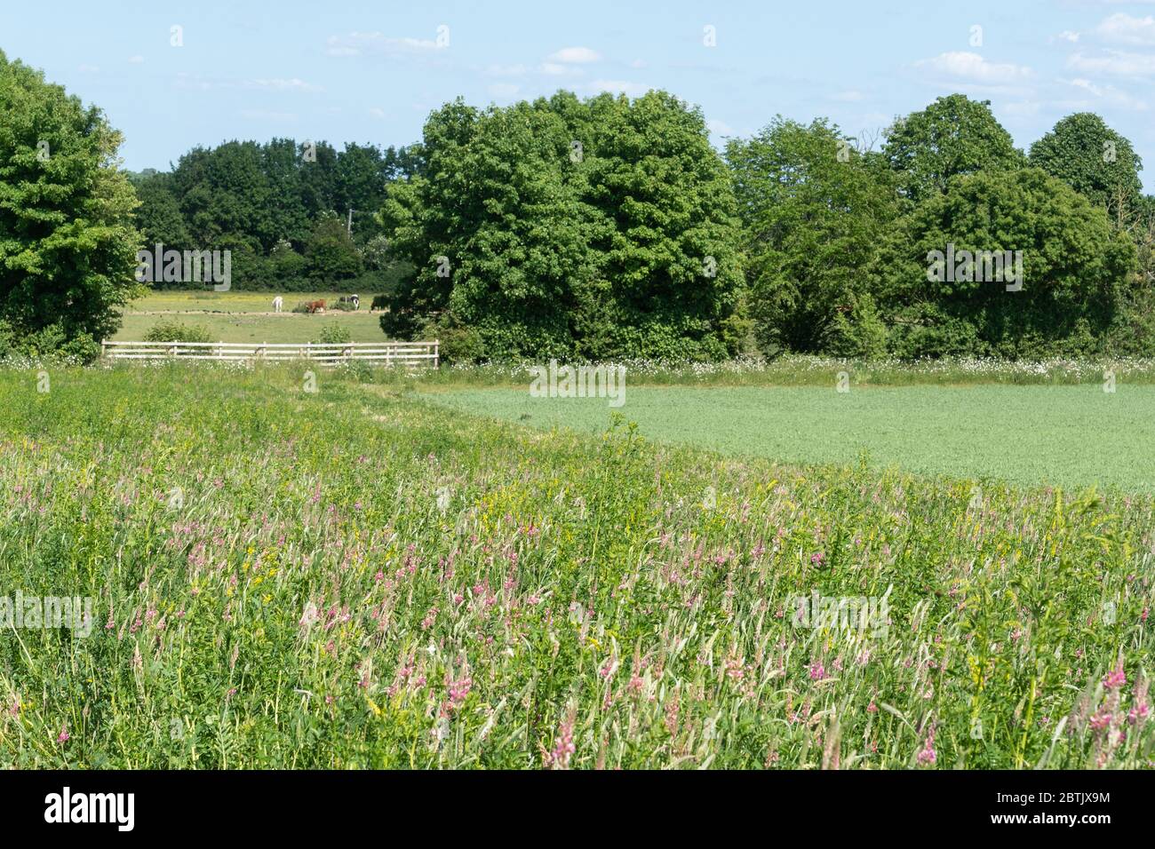 Un margen de flores silvestres alrededor del borde de un campo cultivable en tierras de cultivo en Hampshire, Reino Unido, durante mayo, con sanfoin y otras flores Foto de stock